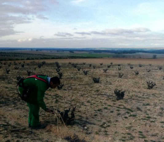 ASAJA reclama al ministerio Agricultura medidas excepcionales para salvar la grave situación que atraviesan los productores vitivinícolas