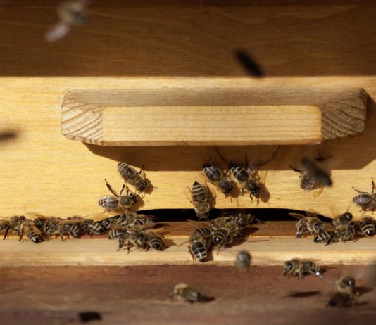 El sector reclama que sea obligatorio detallar el origen en el etiquetado de la miel