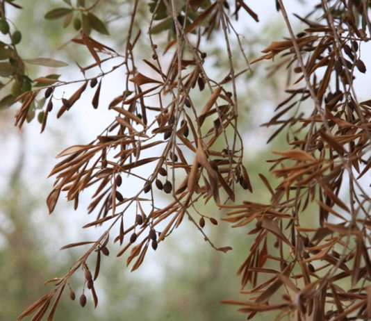 ASAJA pide que no se repare en medios para hallar una solución para la Xylella fastidiosa