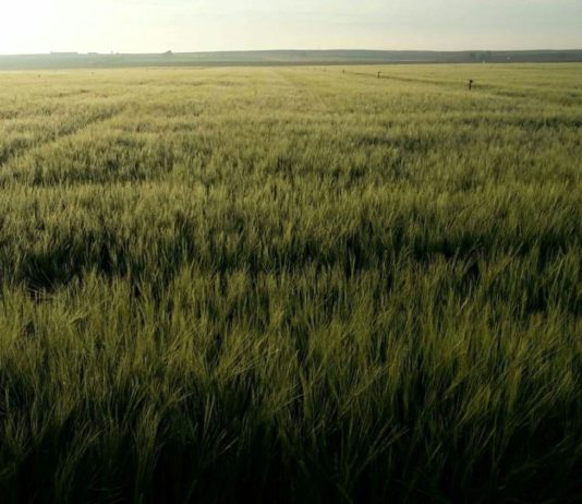El campo pide a San Isidro agua en mayo y junio para que la cosecha prospere