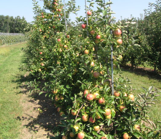 Sube la subvención regional a los seguros de frutas y de retirada de animales