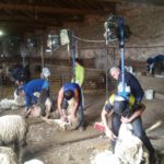 El tiempo también retrasa el esquileo de ovino