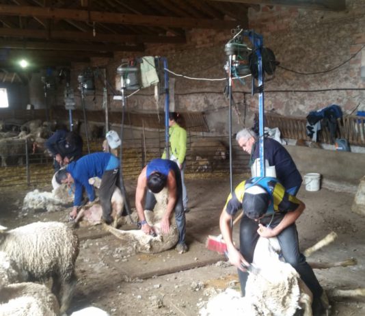 ASAJA de Castilla y León recibe con gran preocupación la subida del salario mínimo interprofesional y no garantiza que el campo mantenga el empleo actual