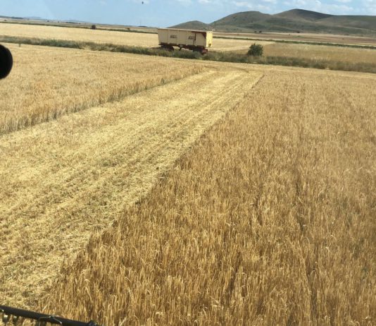 Ayer volvió a subir el trigo y los analistas se preguntan hasta cuándo y hasta cuánto