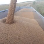 Buena cosecha, bajos precios y otra campaña crítica para el cereal