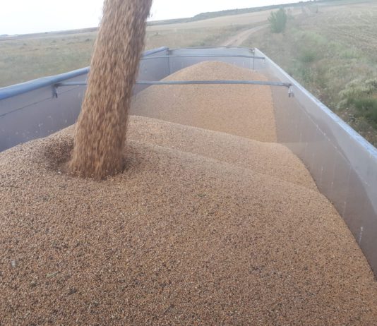 Once años después, el trigo vuelve a cotizar a 200 euros tonelada