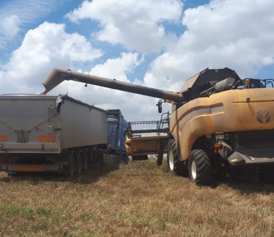 Cuenta atrás para la cosecha más necesaria, que apunta resultados decepcionantes