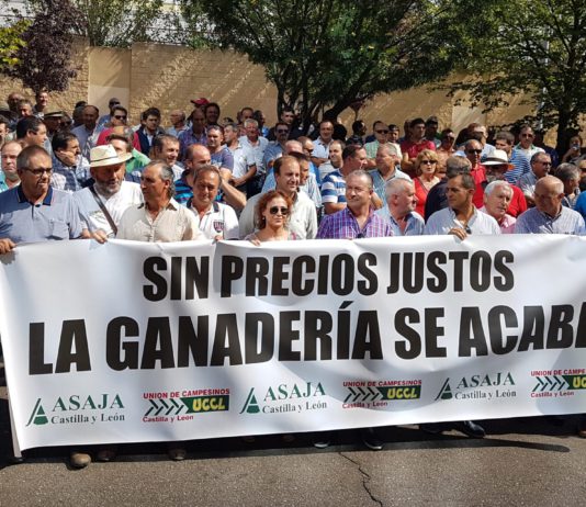 Los ganaderos de ovino de leche de Castilla y León protestan por los bajos precios