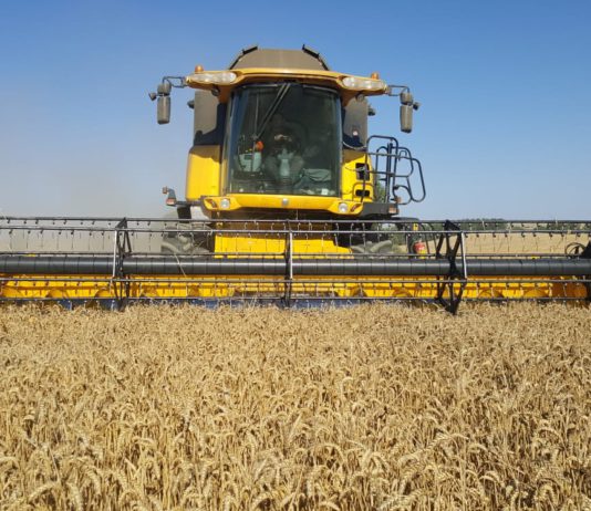 Los analistas revisan a la baja las existencias de trigo