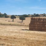 La recogida de paja, la última fase de la cosecha