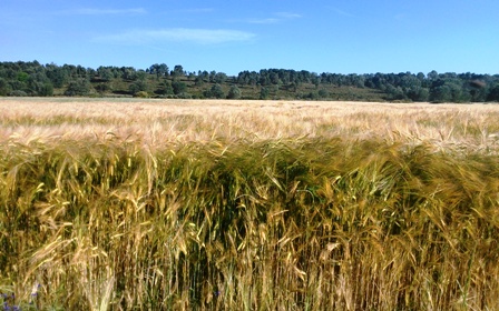 Agricultores alemanes lamentan la merma en 7 millones de toneladas de grano, el equivalente a la producción de este año en Castilla y León.