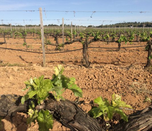 ASAJA critica que Agroseguro proponga cambios que implicarían incrementos desmesurados en las principales líneas para Castilla y León