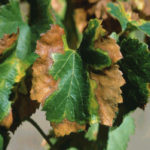 En marcha un plan de prevención para evitar que se propague la Xylella fastidiosa