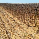 Ante esta PAC, agachar la cabeza o abandonar