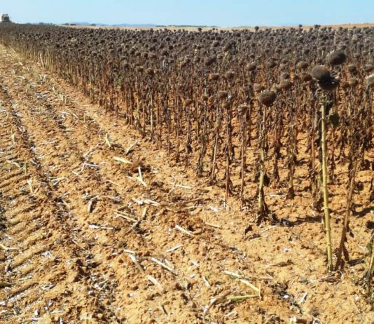 ASAJA critica un cambio por sorpresa de la nueva PAC que deja sin incentivo real al girasol y a la colza