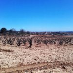 La Consejería permite alegar «fuerza mayor a causa de la sequía» las operaciones de Reestructuración de Viñedo.