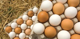 Refuerzo de medidas para evitar la propagación de gripe aviar