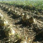 A qué juega Azucarera