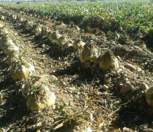 Las organizaciones agrarias llevarán al arbitraje a Azucarera, salvo que retome los acuerdos en vigor