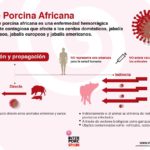 peste porcina 1