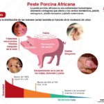 peste porcina 2
