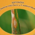 Aviso para los agricultores sobre posibles plagas y enfermedades en cereal