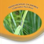 Alerta por la detección de tronchaespigas y lema en cereal