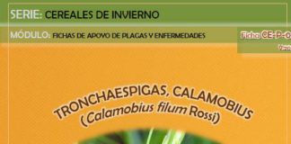 Aviso del Observatorio de Plagas de Castilla y Léon: tronchaespigas y trips en cereales