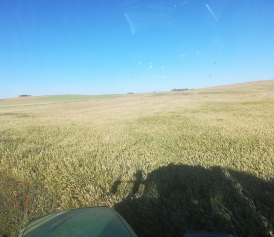 San Isidro llega con malas perspectivas de cosecha