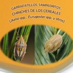 Se recomienda a los agricultores vigilar la presencia de chinches, pulgones y oscinella en cereales