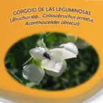 Se recomienda a los agricultores vigilar la presencia de gorgojo y pulgón en leguminosas