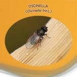 oscinella