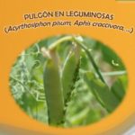 Aviso del Observatorio de Plagas de Castilla y León: detección de pulgones y gorgojo en leguminosas