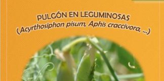 Aviso del Observatorio de Plagas de Castilla y León: detección de pulgones y gorgojo en leguminosas