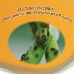 Aviso por presencia de pulgones, gusanos defoliadores y cuca