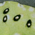 AIMCRA recomienda a los remolacheros que estén alerta ante la posible aparición de plagas