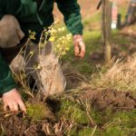 Forestar una hectárea
