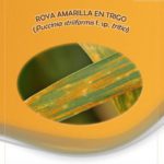 Aviso del Observatorio de Plagas de Castilla y León: roya amarilla en trigo