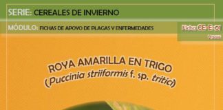 Aviso del Observatorio de Plagas de Castilla y León: roya amarilla en trigo