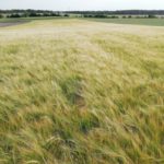 Dos cosechas malas de cada tres