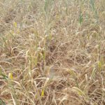 La cosecha de la indiferencia