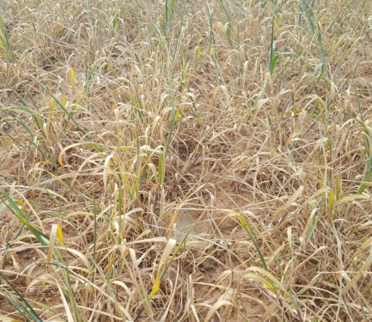 ASAJA se opone a la propuesta del ministerio de reducir el porcentaje de producción asegurable en herbáceos