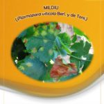 Recomendación de vigilancia en viñas por el posible avance del mildiu