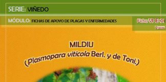 Mildiu en viñedo: prevención y recomendaciones