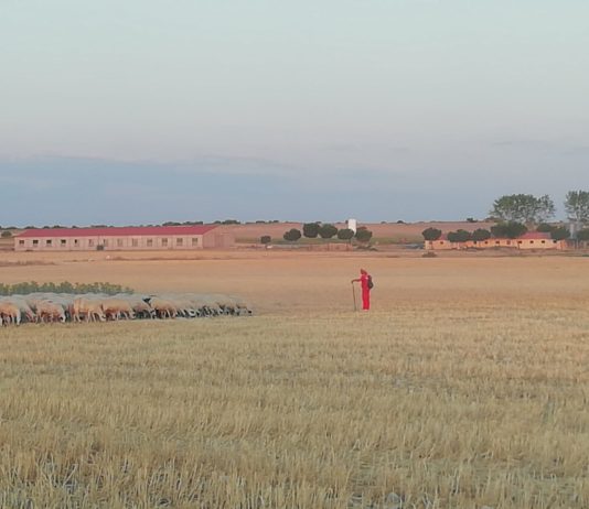 ASAJA pide presupuesto y plazo amplios para atender todas las solicitudes de ayudas para el suministro de agua en ganadería de extensivo