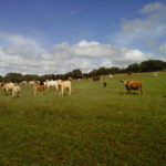 Ampliación plazo para ejecutar medidas encaminadas al suministro de agua en ganado extensivo