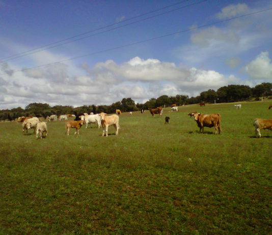 El Ministerio recula y siembra dudas sobre el carácter voluntario del veterinario de explotación