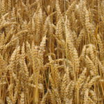 Sembrar un candeal 5.0