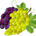 Sector vitícola: la Comisión prorroga en 2021 medidas como la cosecha en verde