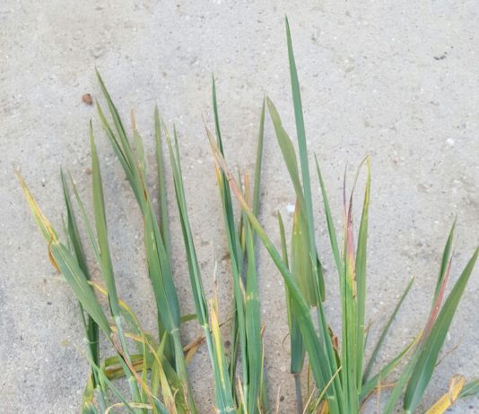 En marcha las ayudas a préstamos por la sequía de la última campaña